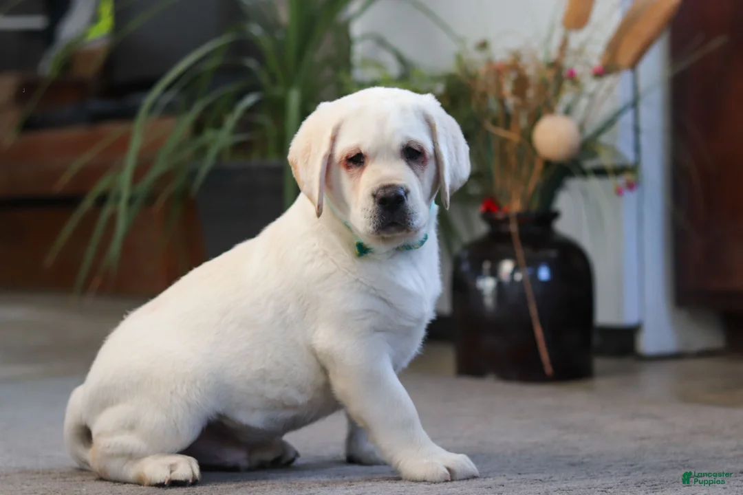 Labrador Retriever dogs for sale: Seth - Ad 2