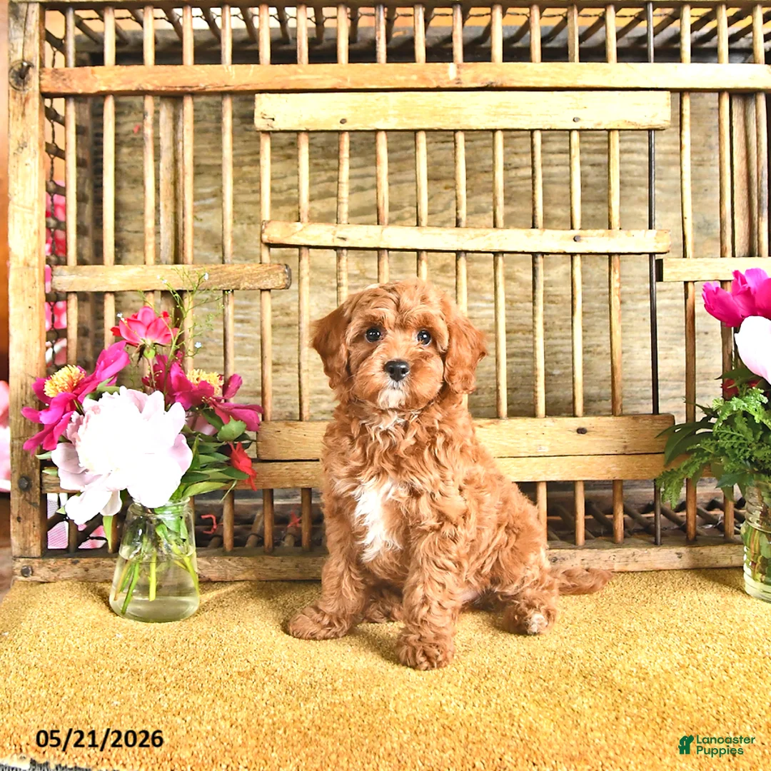 Cavapoo dogs for sale: Tanner - Ad 2