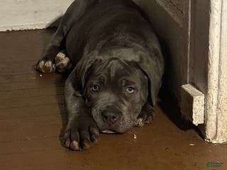 Cane Corso dogs Cane Corso Puppy 3 - Ad 22