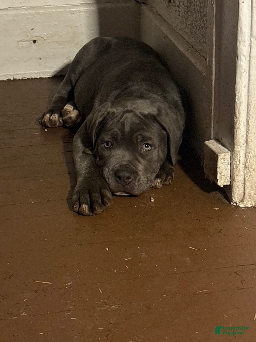 Cane Corso dogs for sale: Cane Corso Puppy 3 - Ad 1