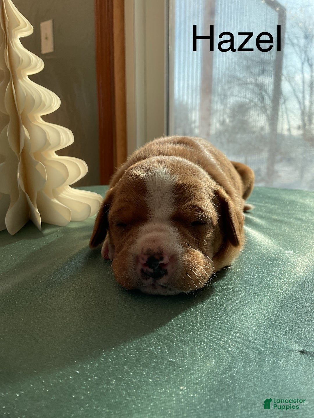 Mixed Breed dogs for sale: Hazel - Ad 2