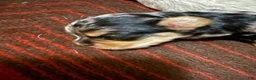 Mixed Breed dogs for sale: Molly - Ad 11