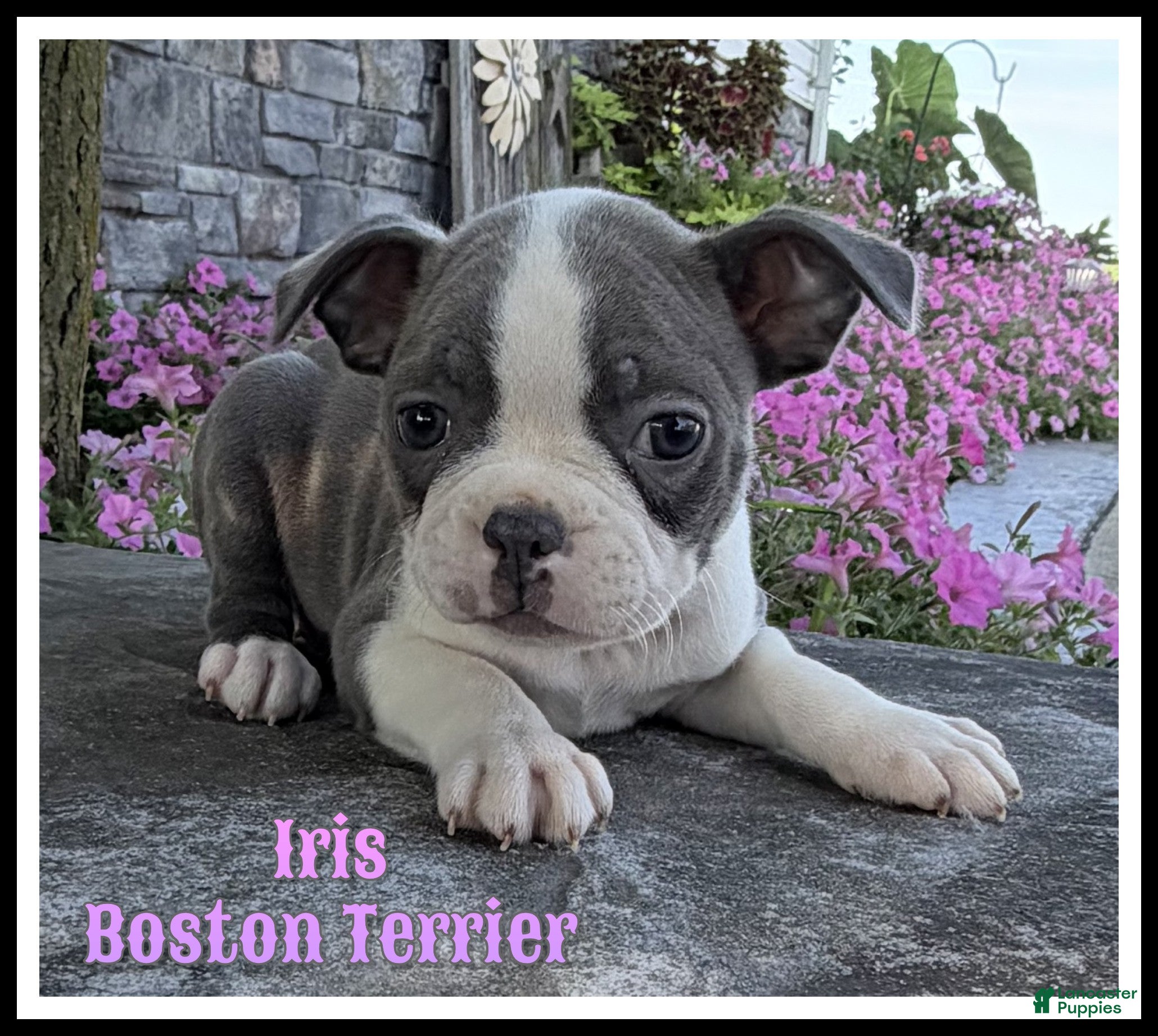 Boston Terrier dogs Iris - Ad 1