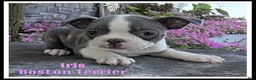 Boston Terrier dogs for sale: Iris - Ad 1