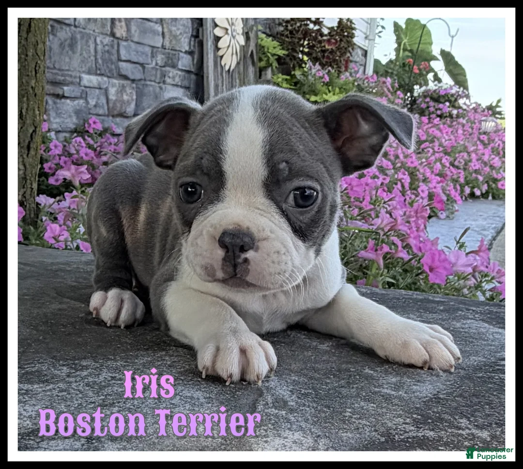 Boston Terrier dogs for sale: Iris - Ad 1