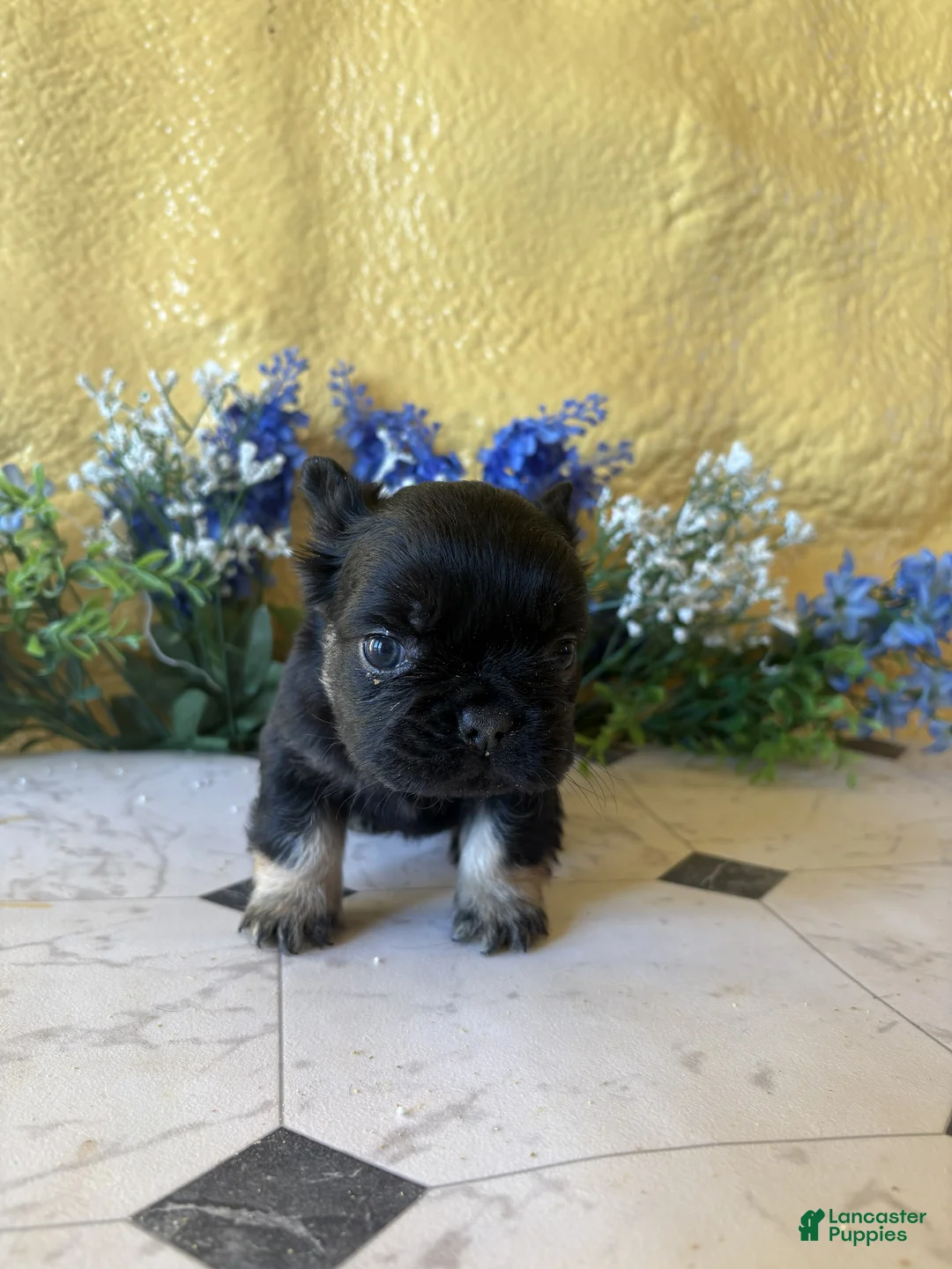 French Bulldog dogs for sale: French Bulldog Puppy 1 Cocoa - Ad 1