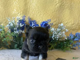 French Bulldog dogs French Bulldog Puppy 1 Cocoa - Ad 17