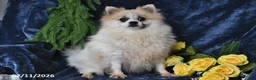 Pomeranian dogs for sale: Rover - Ad 6