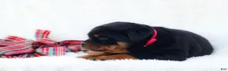 Rottweiler dogs for sale: Thea - Ad 3