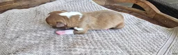 Boston Terrier dogs for sale: Boston Terrier Puppy 4 - Ad 3
