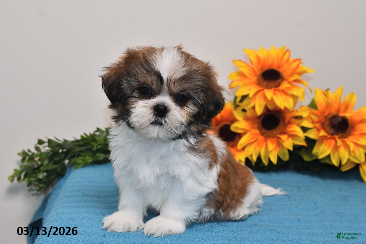 Shih Tzu dogs Cash - Ad 2