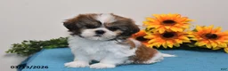 Shih Tzu dogs for sale: Cash - Ad 2