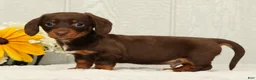 Miniature Dachshund dogs for sale: Chocolate - Ad 5
