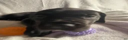Daniff dogs for sale: Daniff 5 - Ad 5