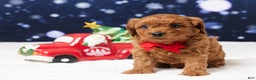 Cavapoo dogs for sale: Buster - Ad 1