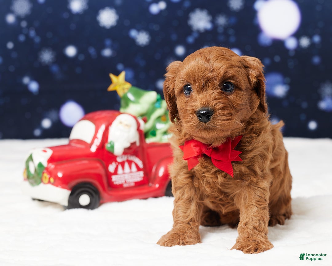 Cavapoo dogs for sale: Buster - Ad 1