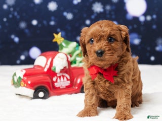Cavapoo dogs Buster - Ad 34