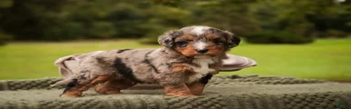 Colt F1 Mini Bernedoodle 