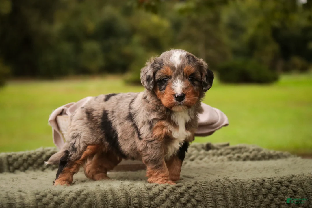 Mini Bernedoodle dogs for sale: Colt F1 Mini Bernedoodle  - Ad 1