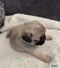 Pug dogs AKC, Rex - Ad 1