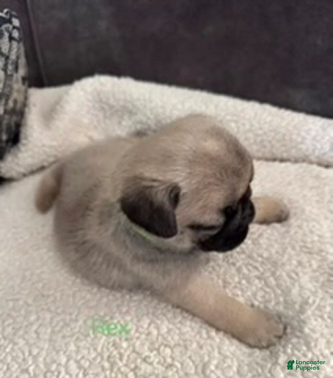 Pug dogs for sale: AKC, Rex - Ad 1