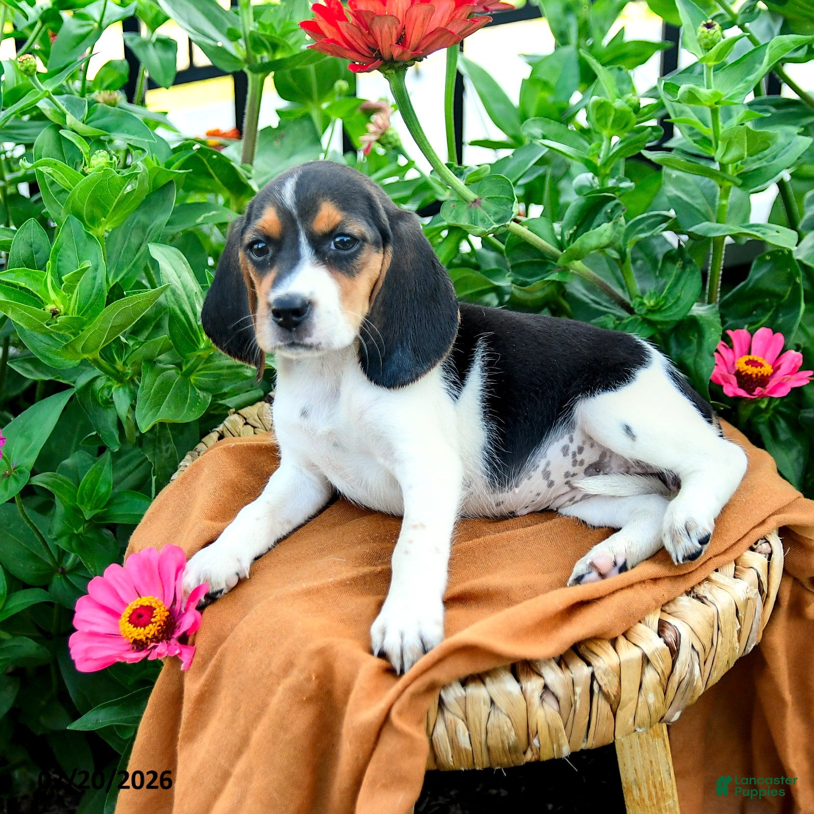 Beagle dogs Hadassah - Ad 2