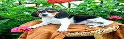 Beagle dogs for sale: Hadassah - Ad 2