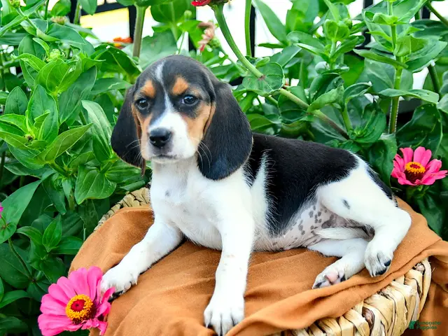 Beagle dogs for sale: Hadassah - Ad 2
