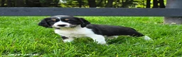 English Springer Spaniel dogs for sale: Bailey - Ad 1