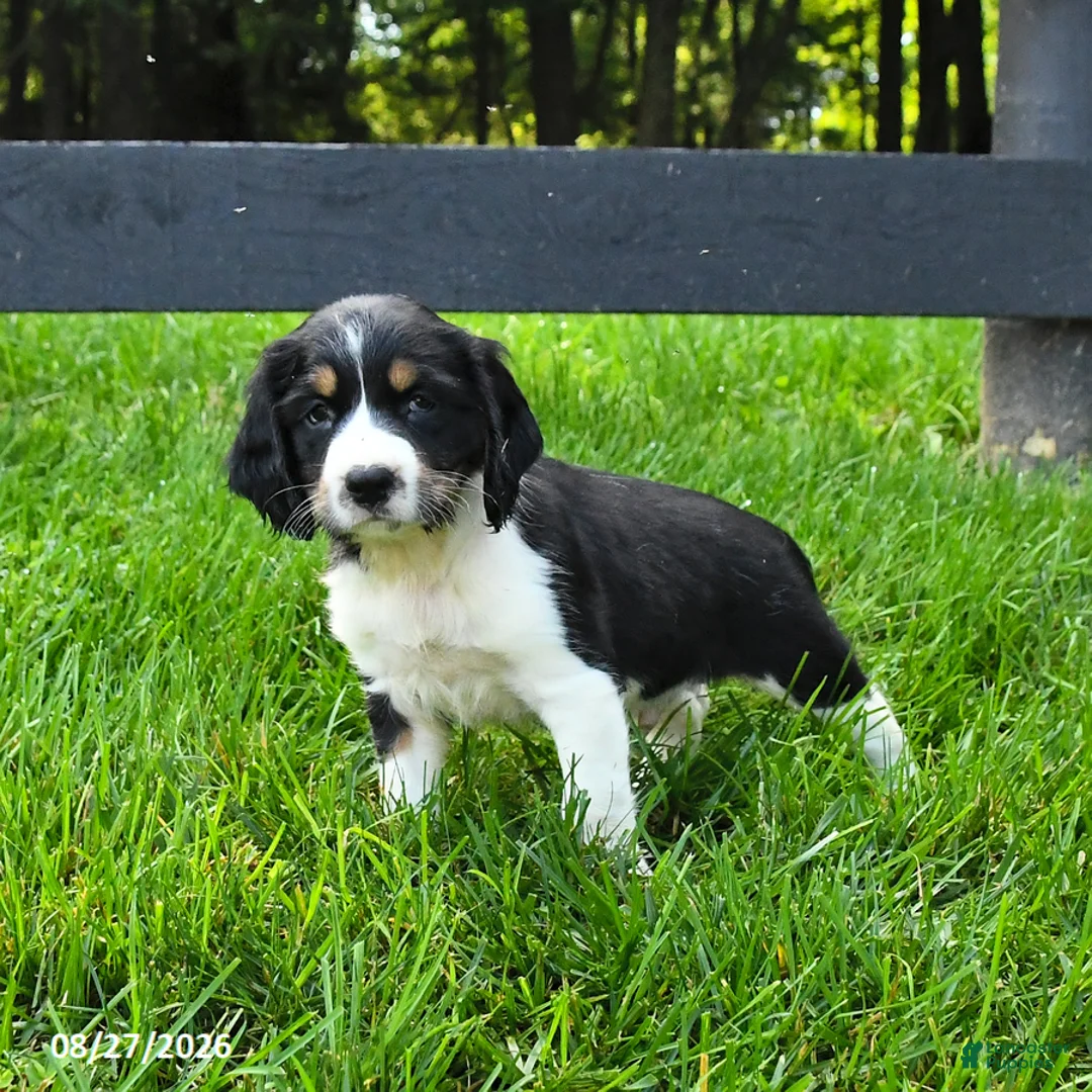 English Springer Spaniel dogs for sale: Bailey - Ad 1
