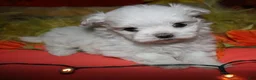 Maltese dogs for sale: Casper - Ad 4