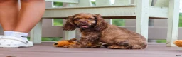 Cocker Spaniel dogs for sale: Milo - Ad 2