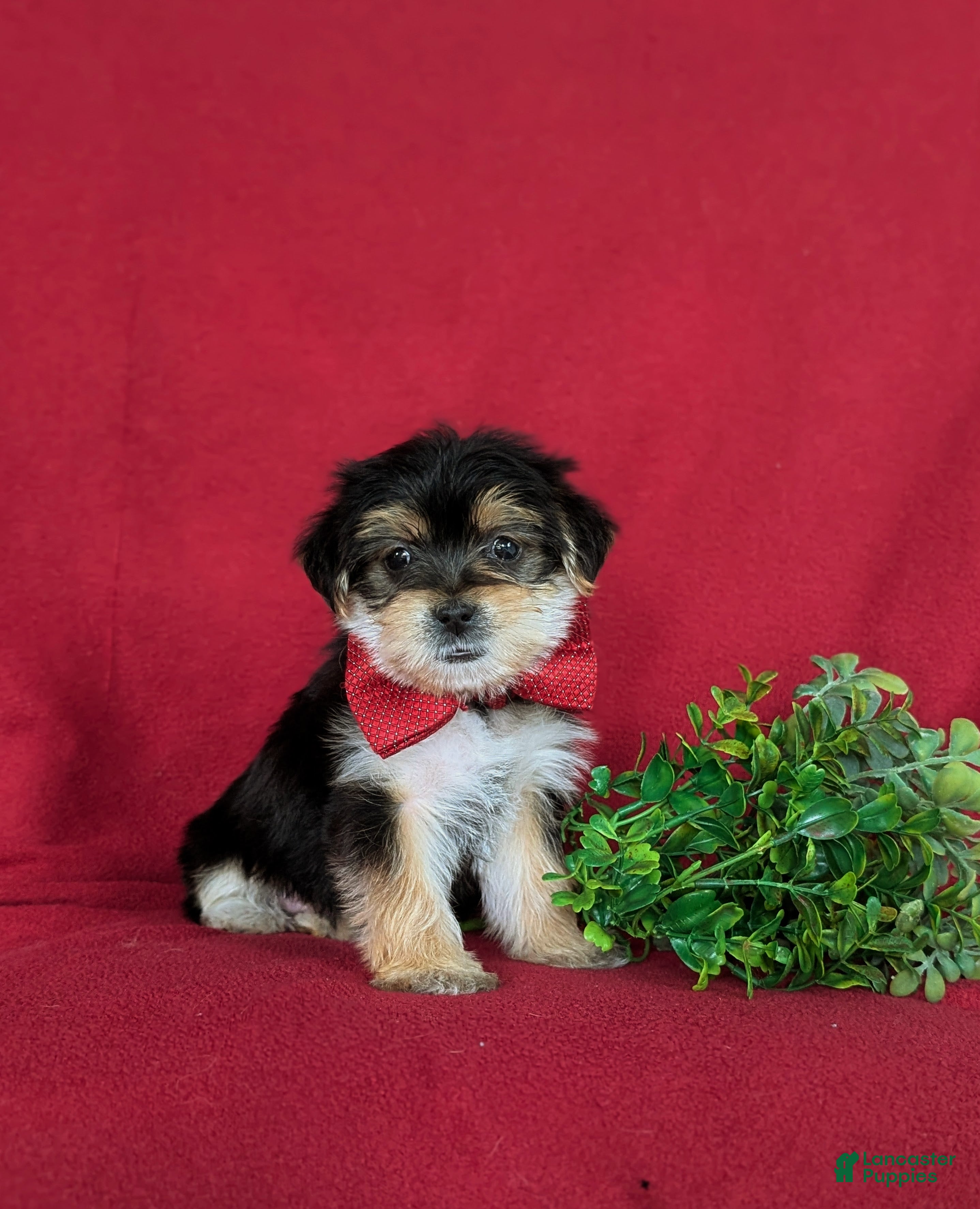 Morkie dogs Bennet 7 lbs Full Grown - Ad 2