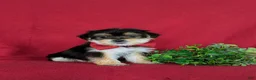 Morkie dogs for sale: Bennet 7 lbs Full Grown - Ad 2