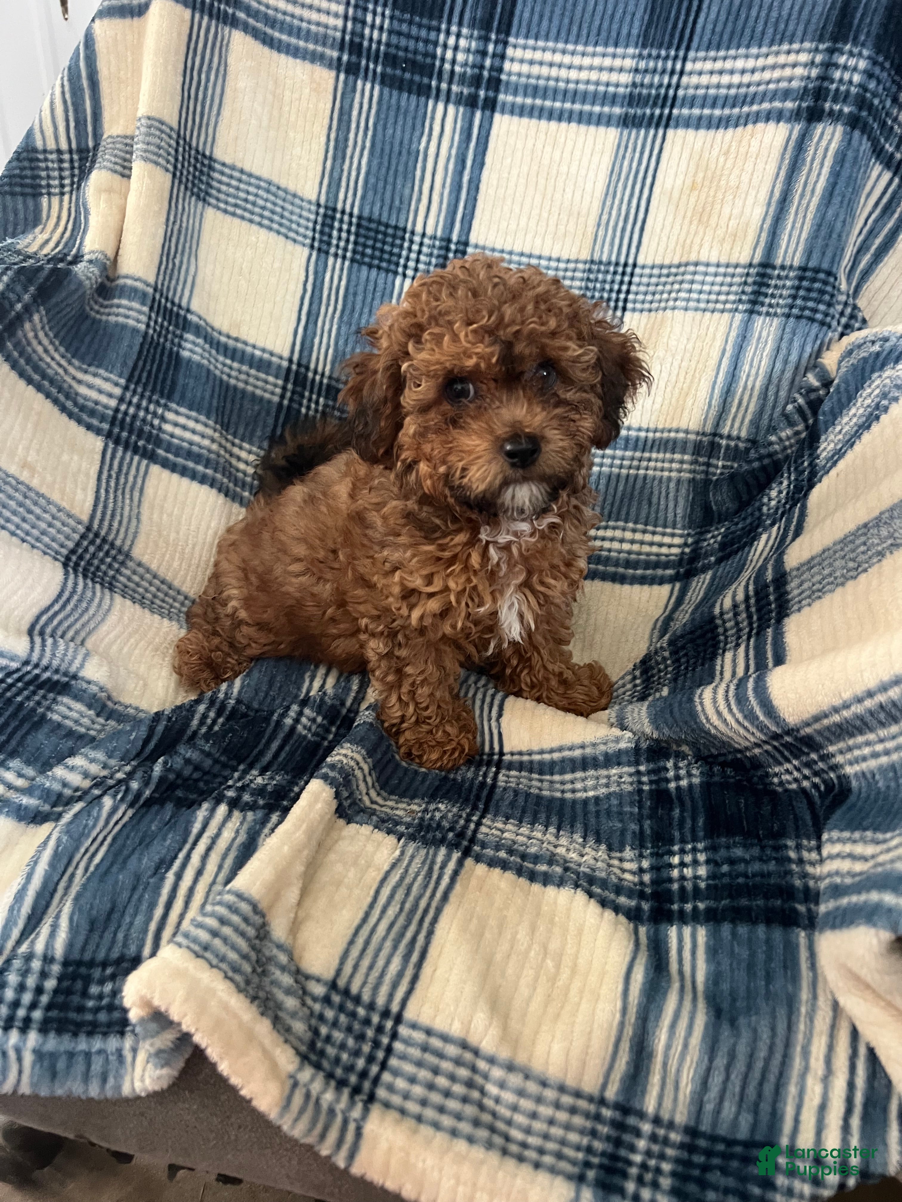 Shihpoo dogs Shihpoo MICKEY-BOY - Ad 1
