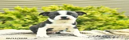 Boston Terrier dogs for sale: Lightning - Ad 1