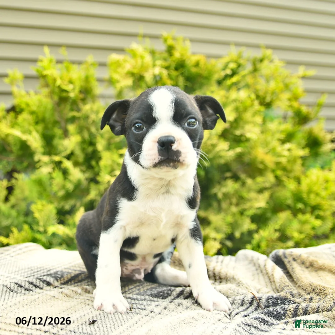 Boston Terrier dogs for sale: Lightning - Ad 1