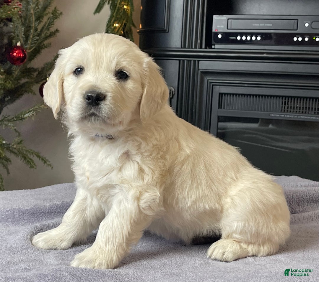 Golden Retriever dogs for sale: Gunner  - Ad 11
