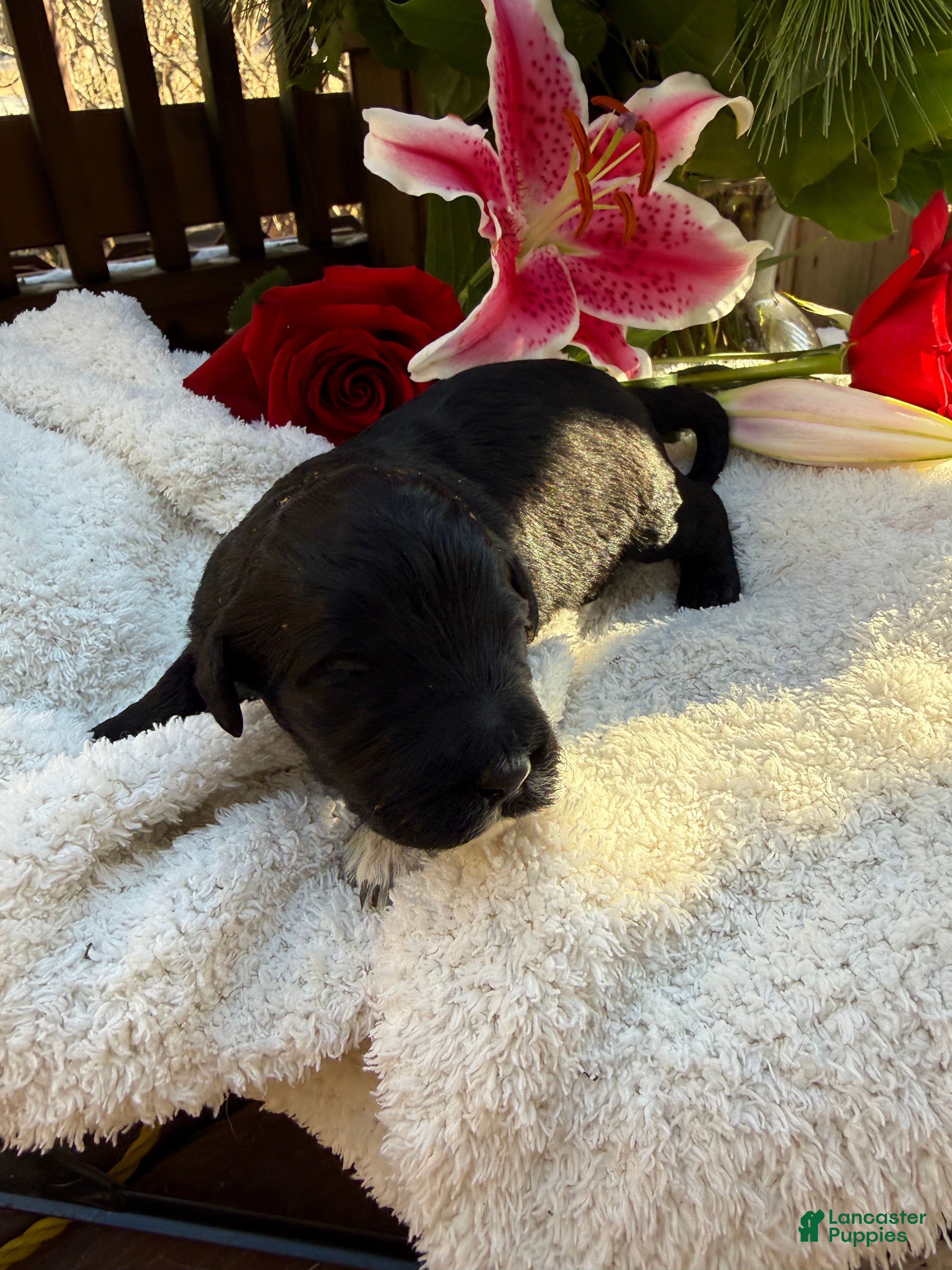 Mixed Breed dogs Beauty  - Ad 23