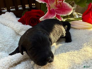 Mixed Breed dogs Beauty - Ad 15