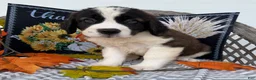 Saint Bernard dogs for sale: Bronco - Ad 3