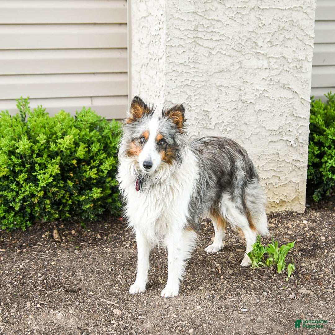 Shetland Sheepdog dogs for sale: Mike - Ad 2