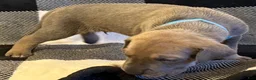 Great Dane dogs for sale: Teal - Ad 2