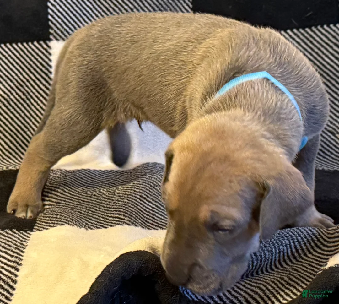 Great Dane dogs for sale: Teal - Ad 2