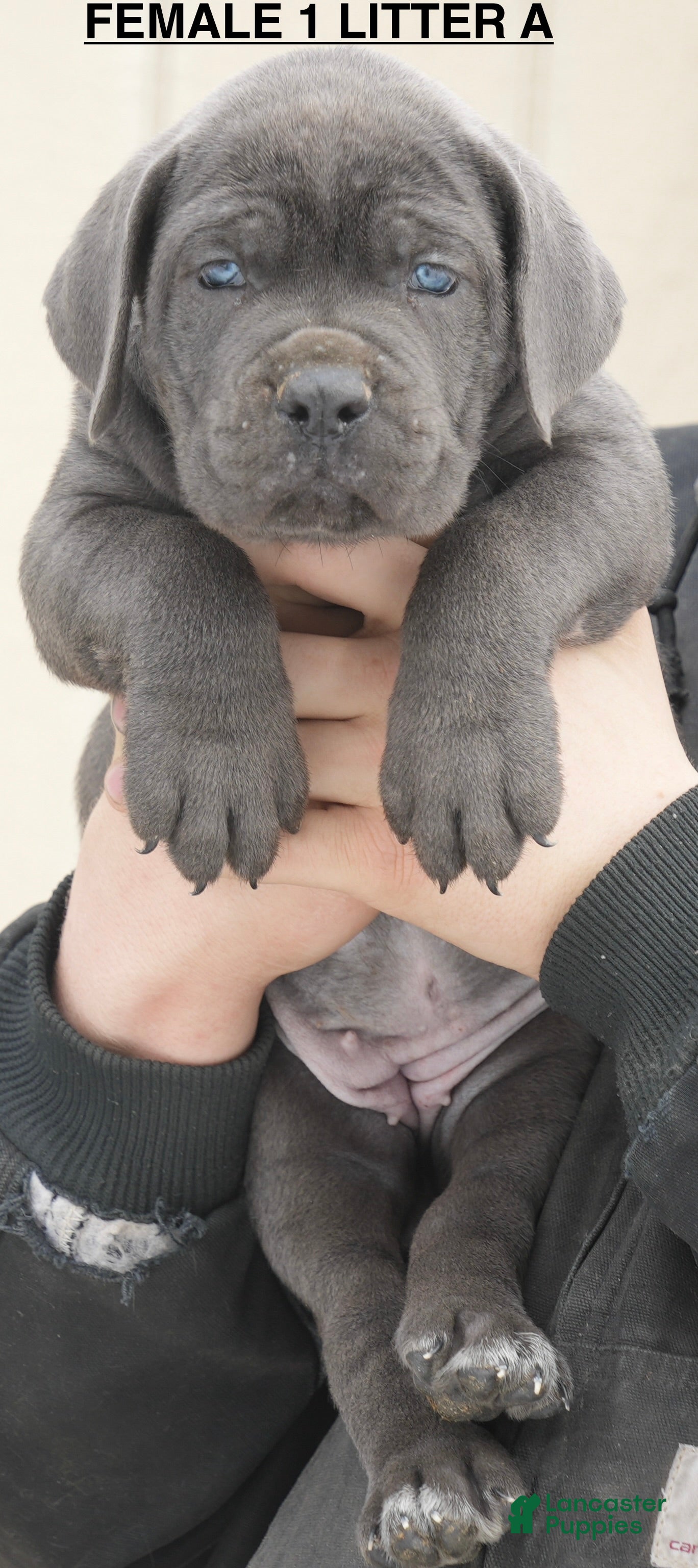 Cane Corso dogs Female 1 Litter A - Ad 30