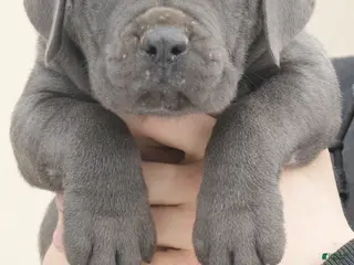 Cane Corso dogs Female 1 Litter A - Ad 30