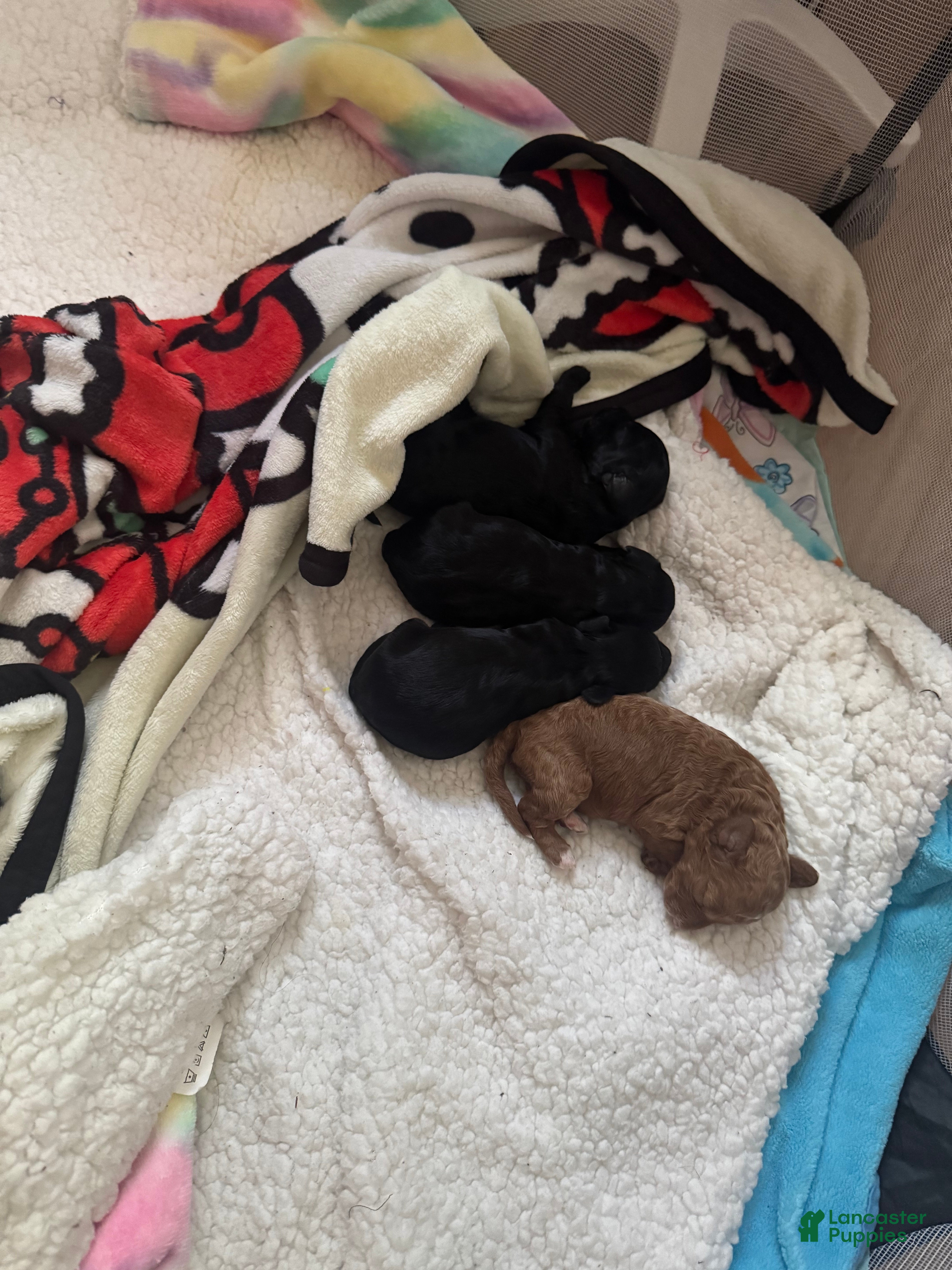 Miniature Poodle dogs for sale: Miniature Poodle 4 - Ad 28