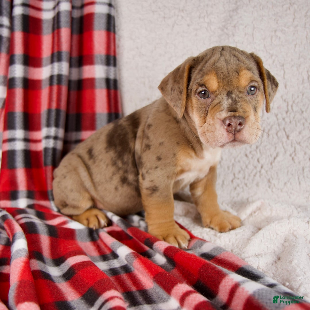 Mixed Breed dogs for sale: Midnight - Ad 6