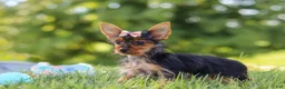 Yorkshire Terrier dogs for sale: Ellie - Ad 4