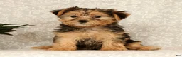 Yochon dogs for sale: Kaden - Ad 1